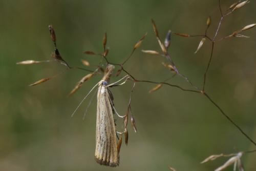 Agriphila straminella