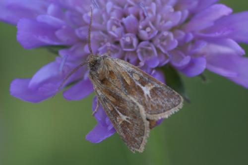 Réf. 89 504 : Cerapteryx graminis