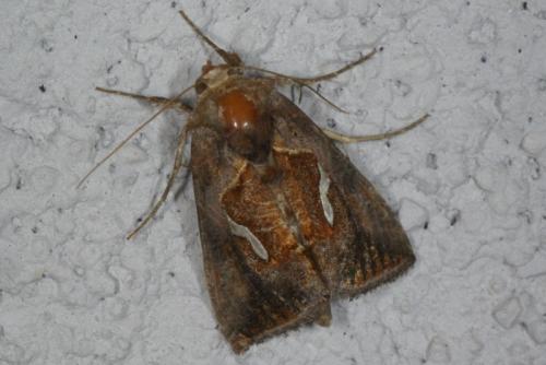 Macdunnoughia confusa