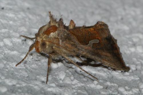 Macdunnoughia confusa