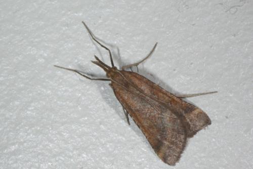 Synaphe punctalis
