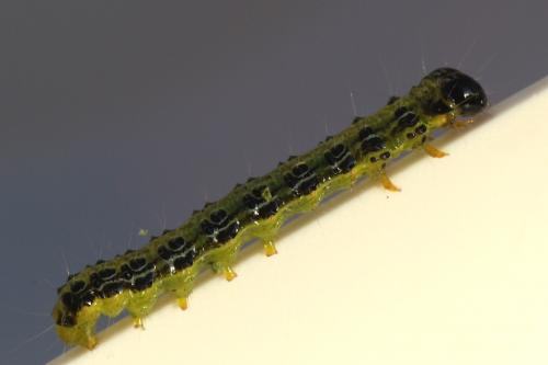 Cydalima perspectalis