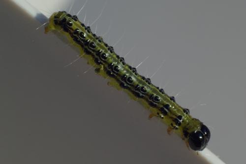 Cydalima perspectalis