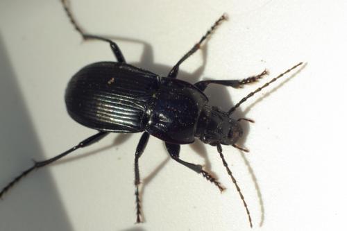 Réf. 89 018 : Abax parallelepipedus