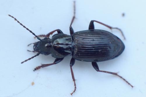 Pterostichus oblongopunctatus
