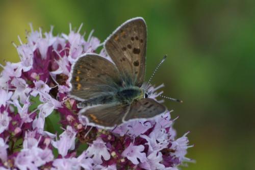 Lycaena tityrus