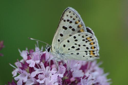 Lycaena tityrus