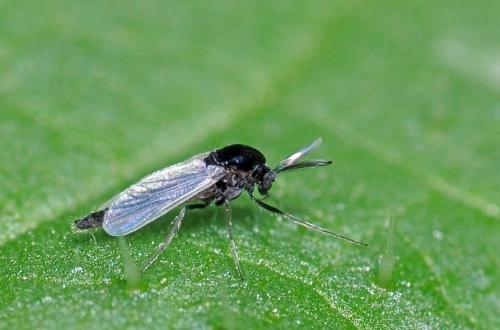 Réf. 89 289 : Orthocladiinae inconnu