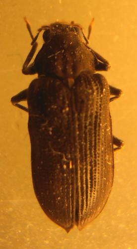 Réf. 89 925 : Potamophilus acuminatus