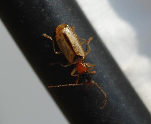 Réf. 89 938 : Demetrias atricapillus