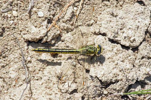 Réf. 89 341 : Gomphus pulchellus