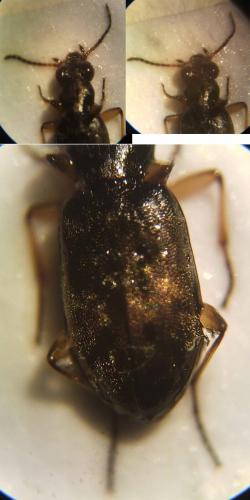 Asaphidion sp.