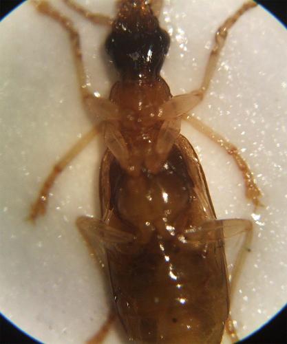 Réf. 89 964 : Demetrias sp.