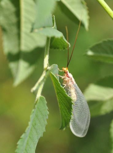 Italochrysa italica