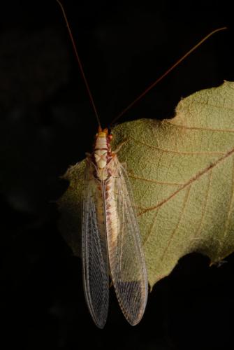 Italochrysa italica