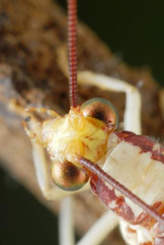 Italochrysa italica