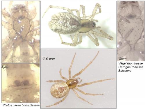 Anelosimus sp.