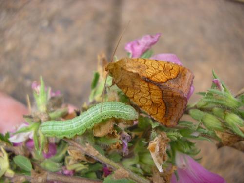 Réf. 89 525 : Pyrrhia umbra