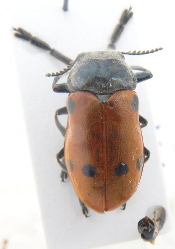 Lachnaia pubescens