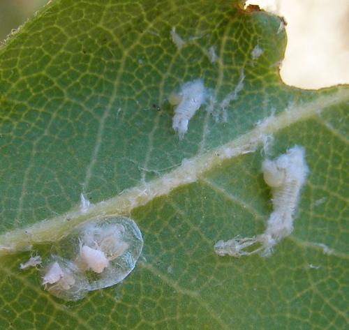 Neodryinus typhlocybae