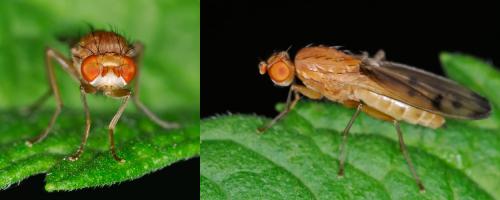 Opomyza florum