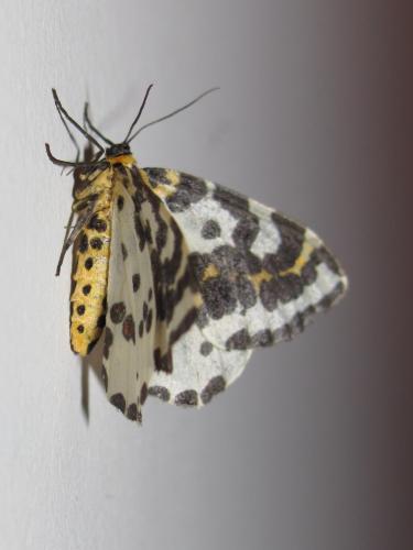 Abraxas grossulariata