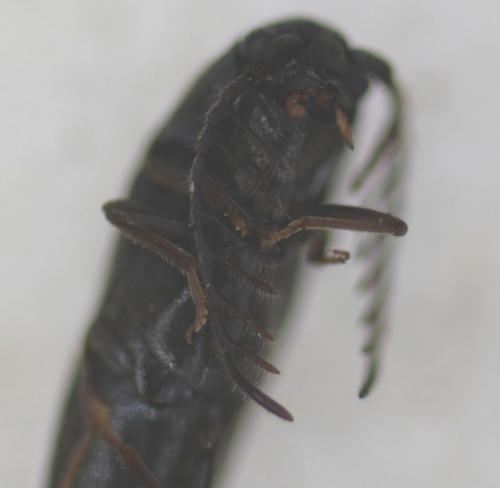Réf. 89 257 : Microrhagus lepidus