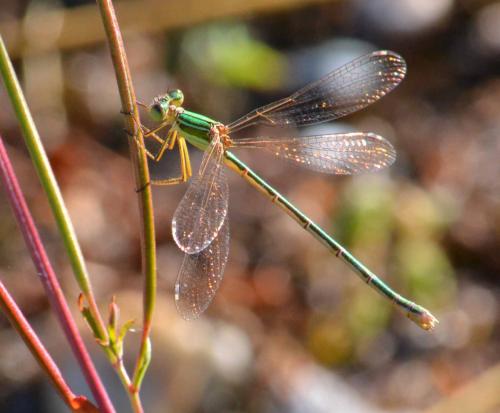 Lestes barbarus