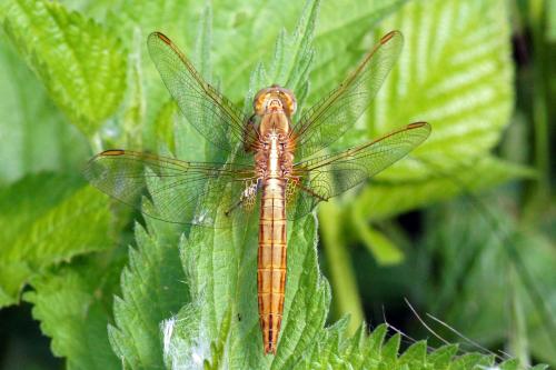 Réf. 89 342 : Crocothemis erythraea