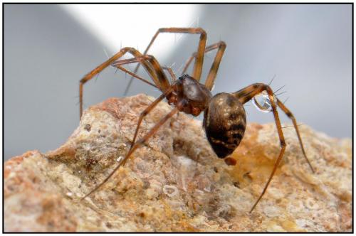 Réf. 89 956 : Lepthyphantes leprosus
