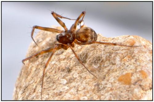 Réf. 89 957 : Lepthyphantes leprosus