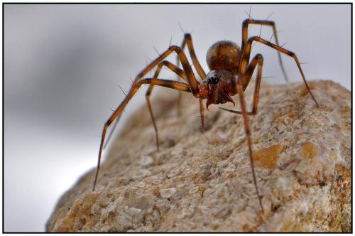 Réf. 89 959 : Lepthyphantes leprosus