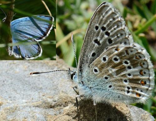 Réf. 89 658 : Polyommatus sp.