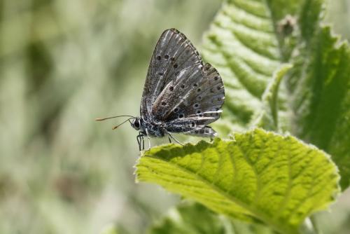 Réf. 89 070 : Polyommatus sp.