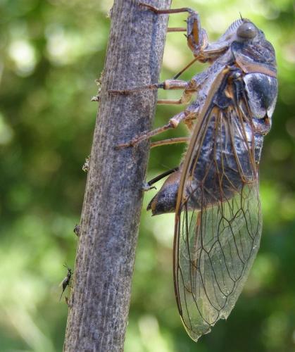 Eupelmus cicadae