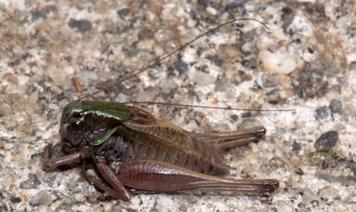 Metrioptera saussuriana