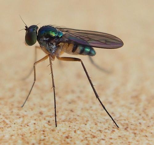 Mascaromyia sp.