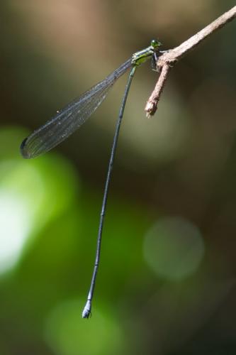 Réf. 89 310 : Mecistogaster lucretia