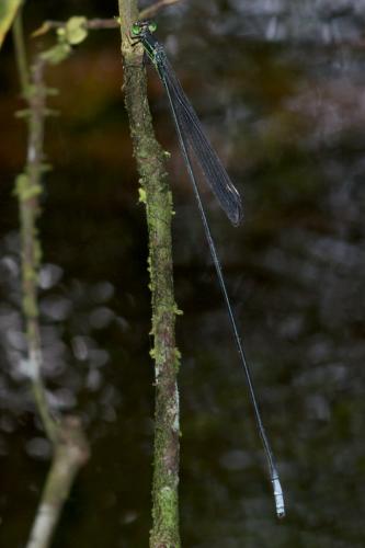 Mecistogaster lucretia
