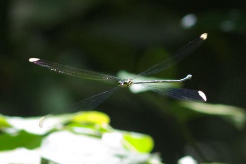 Mecistogaster linearis