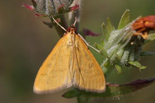 Mecyna flavalis