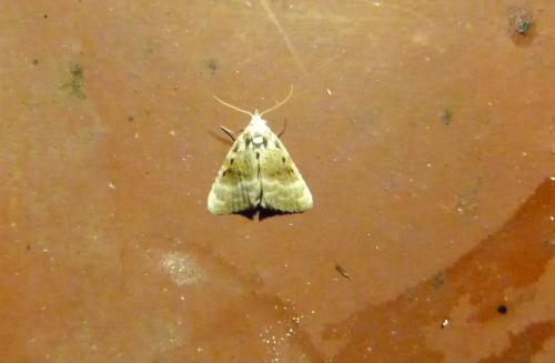 Réf. 89 087 : Meganola albula