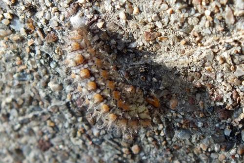 Melitaea didyma