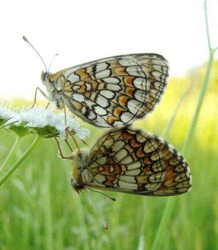 Melitaea sp.