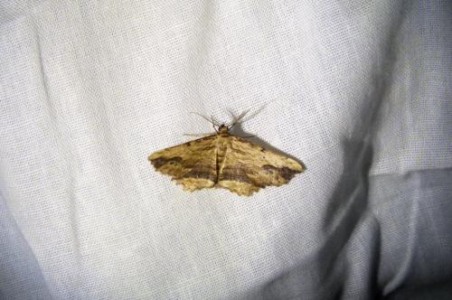 Menophra abruptaria