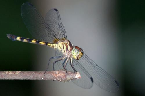 Misagria parana