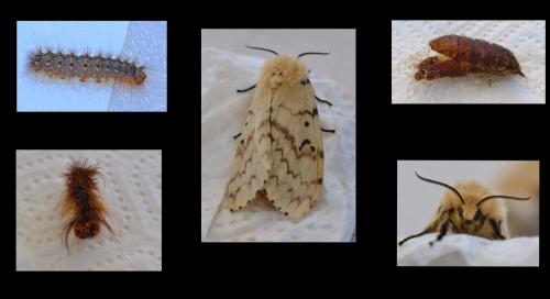 Lymantria dispar