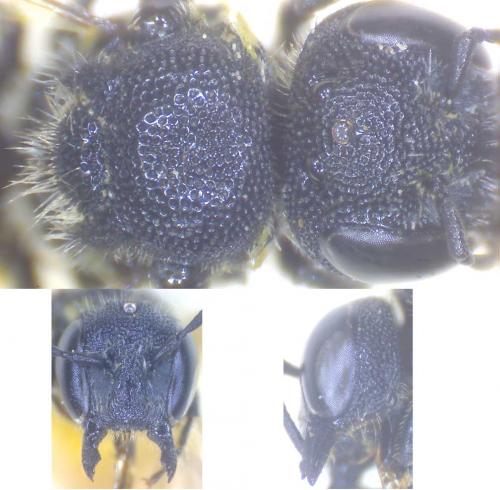 Heriades rubicola