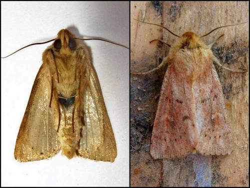 Réf. 89 395 : Mythimna ferrago