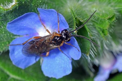 Réf. 89 313 : Nematinae inconnu